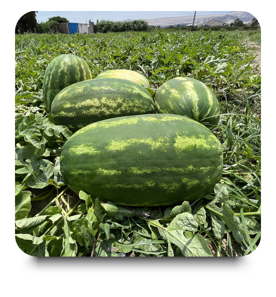 Sandía Nailah » TQC Tecnología Química y Comercio S.A.